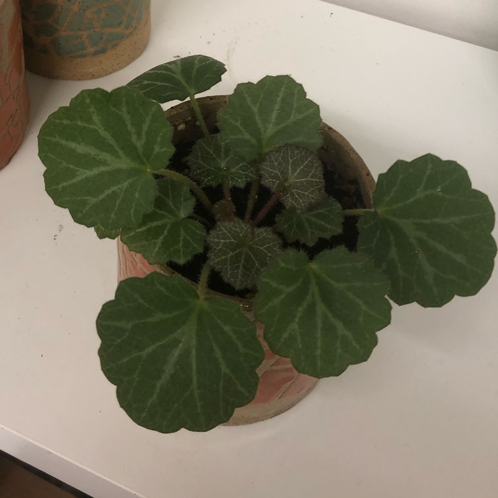 Meet your Posher, Rana